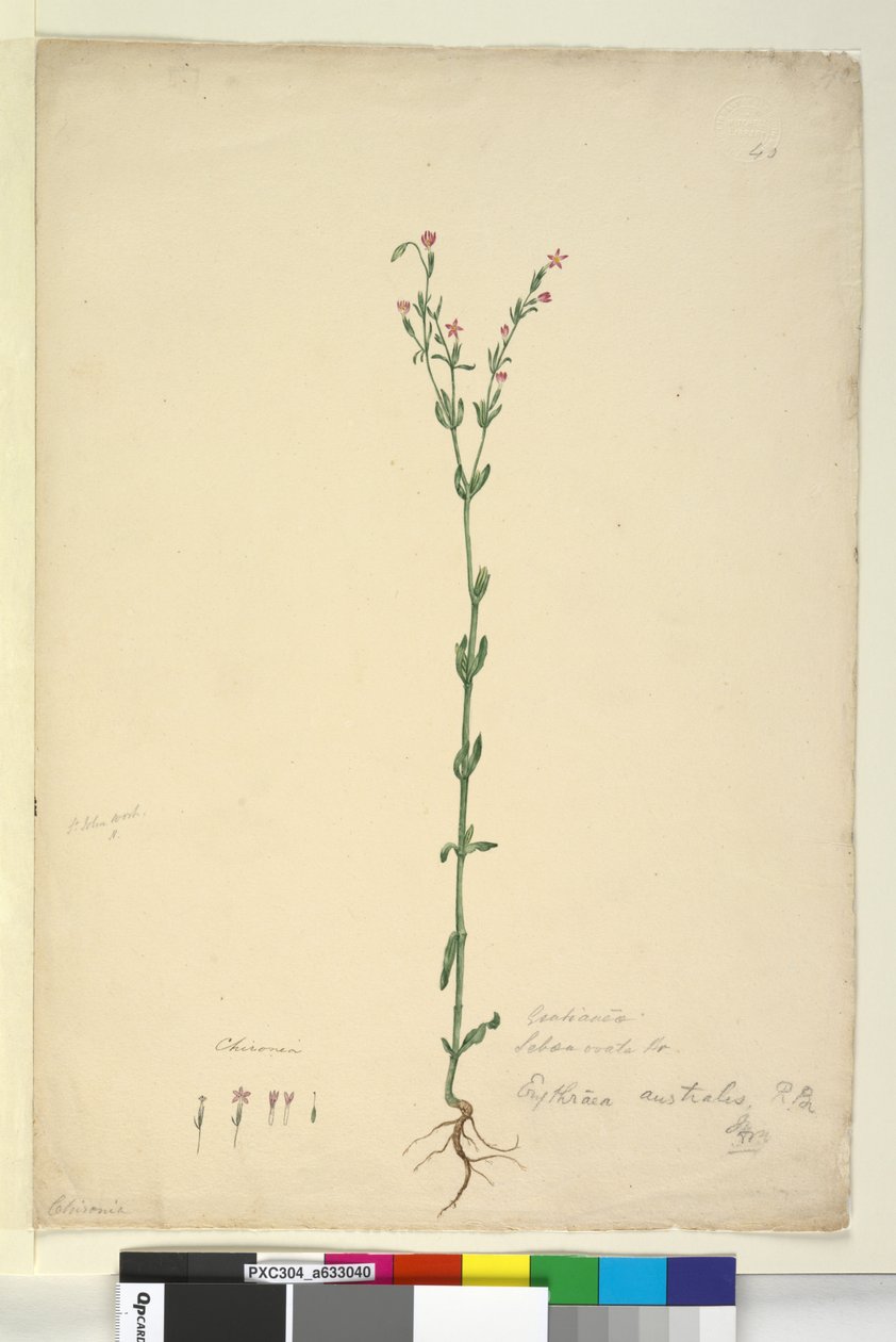第40页.Erythraea australis，c.1803-06（wc，钢笔，墨水和铅笔） 作者 约翰·威廉·莱温