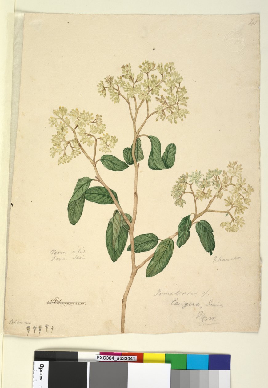 Page 41. Pomaderris lanigera，c.1803-06（wc，钢笔，墨水和铅笔） 作者 约翰·威廉·莱温