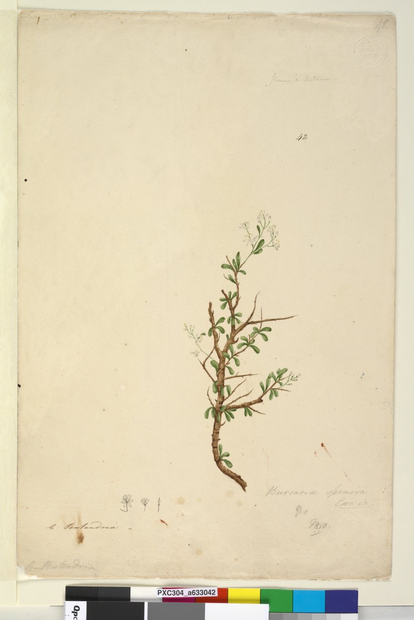 Page 42. Bursaria spinosa，c.1803-06（wc，钢笔，墨水和铅笔） 作者 约翰·威廉·莱温