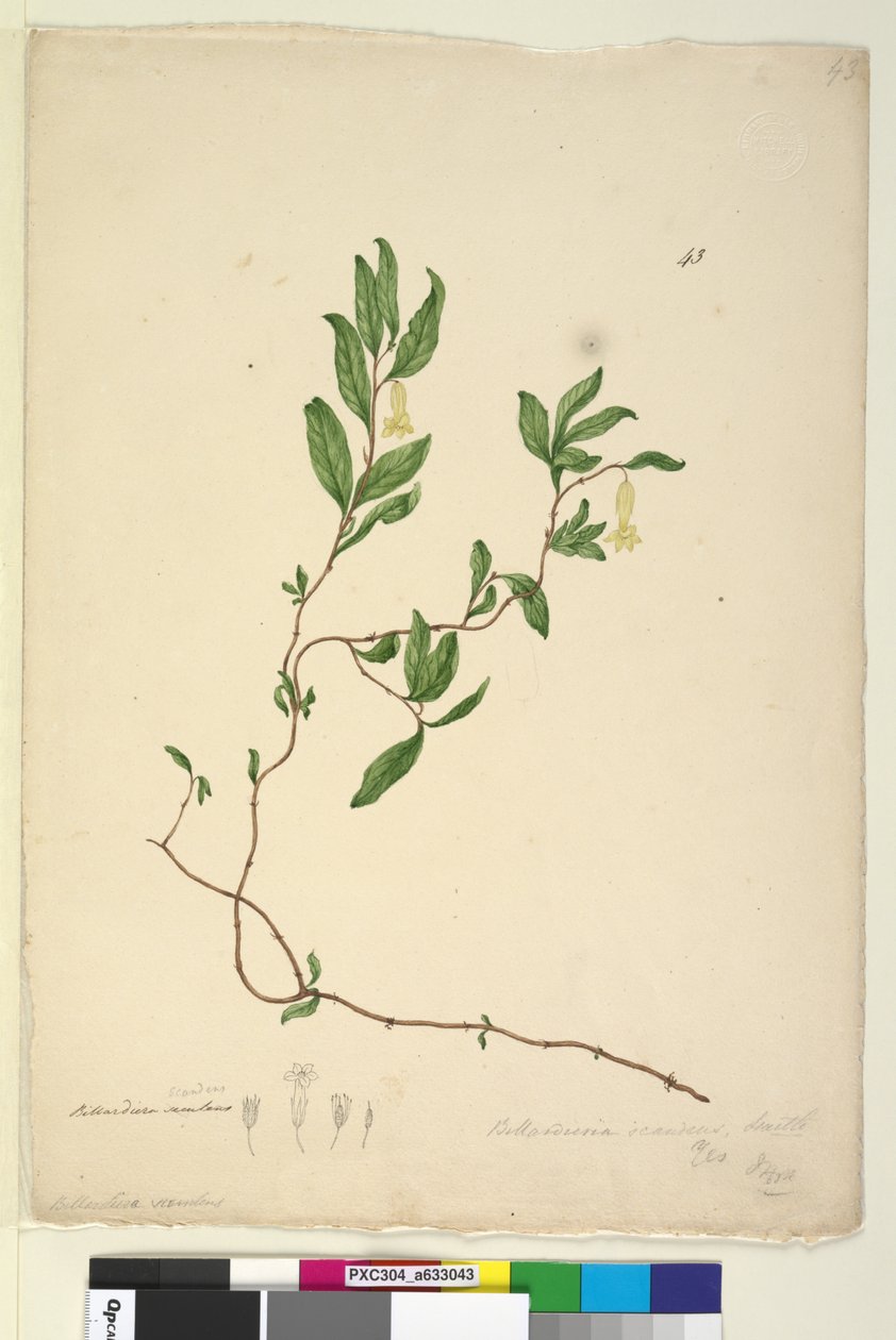 第43页.Billardiera scandens，c.1803-06（wc，钢笔，墨水和铅笔） 作者 约翰·威廉·莱温