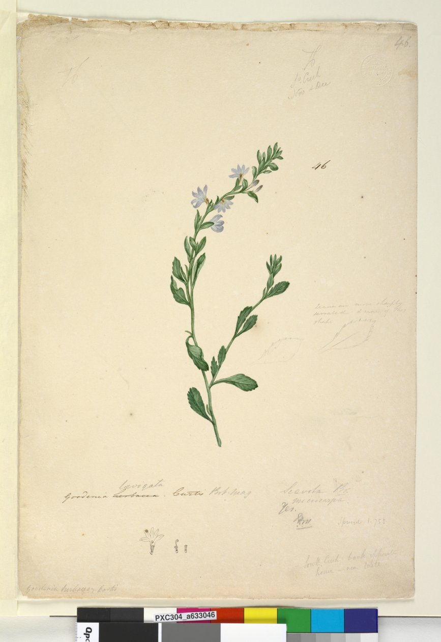 Page 46. Goodenia laevigata，c.1803-06（wc，钢笔，墨水和铅笔） 作者 约翰·威廉·莱温