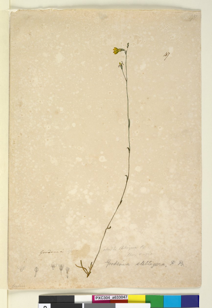 Page 47. Goodenia stelligera，c.1803-06（wc，钢笔，墨水和铅笔） 作者 约翰·威廉·莱温