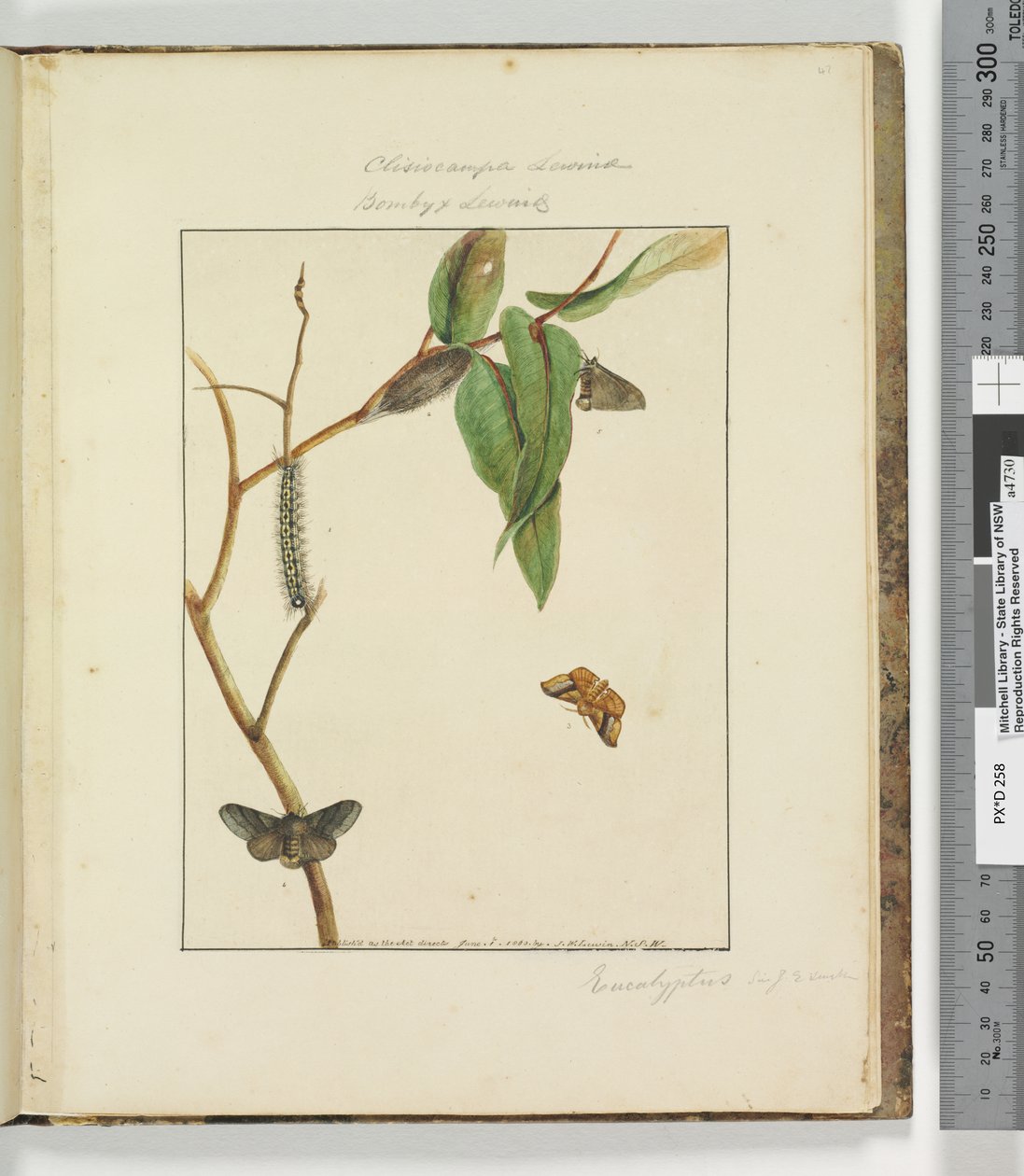 Page 47. Plate 12 Clisiocampa Lewinae Bombyx Lewinae，1803-04（手工彩色蚀刻版画） 作者 约翰·威廉·莱温