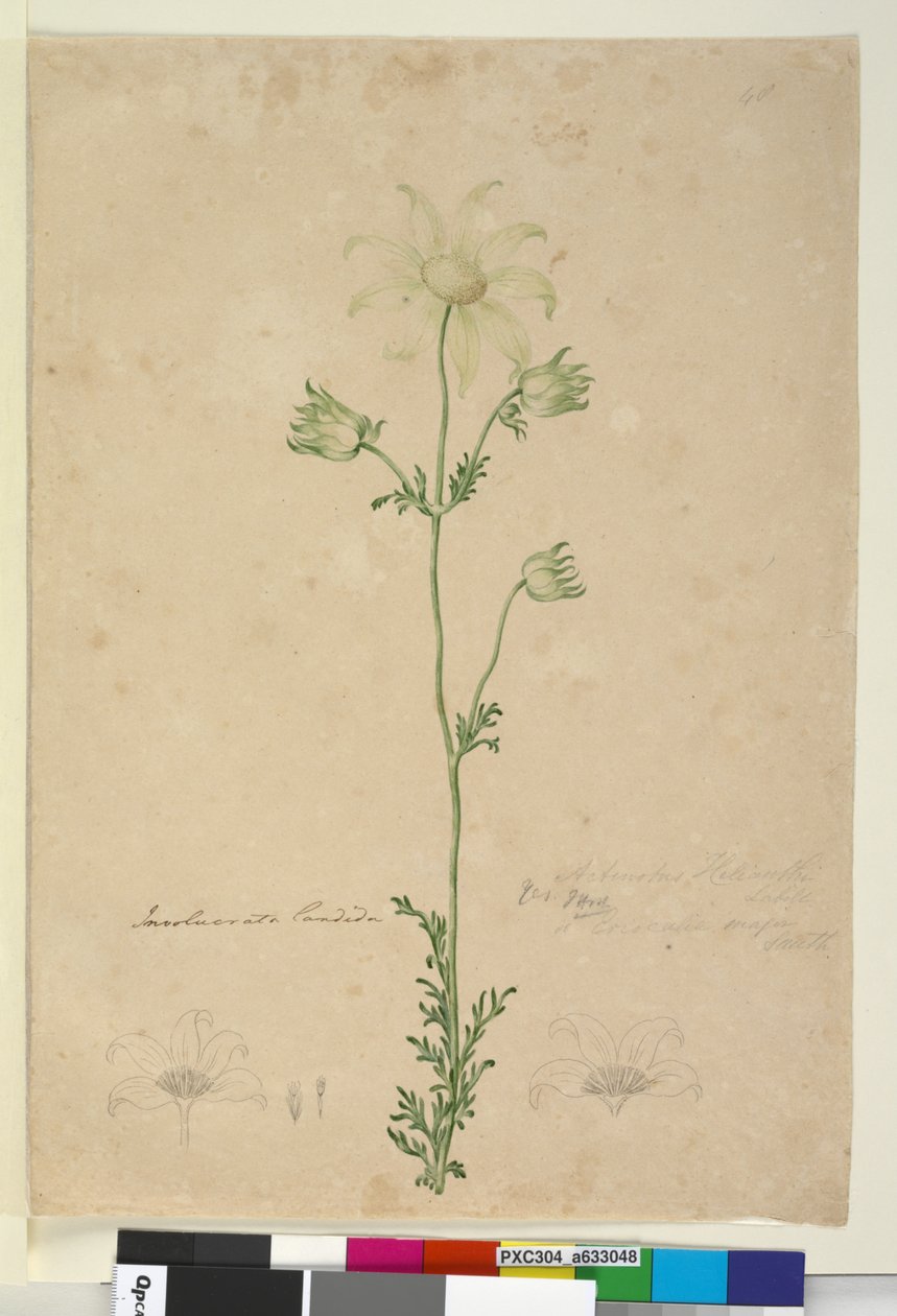第48页Actinotus Helianthi，c.1803-06（wc，钢笔，墨水和铅笔） 作者 约翰·威廉·莱温