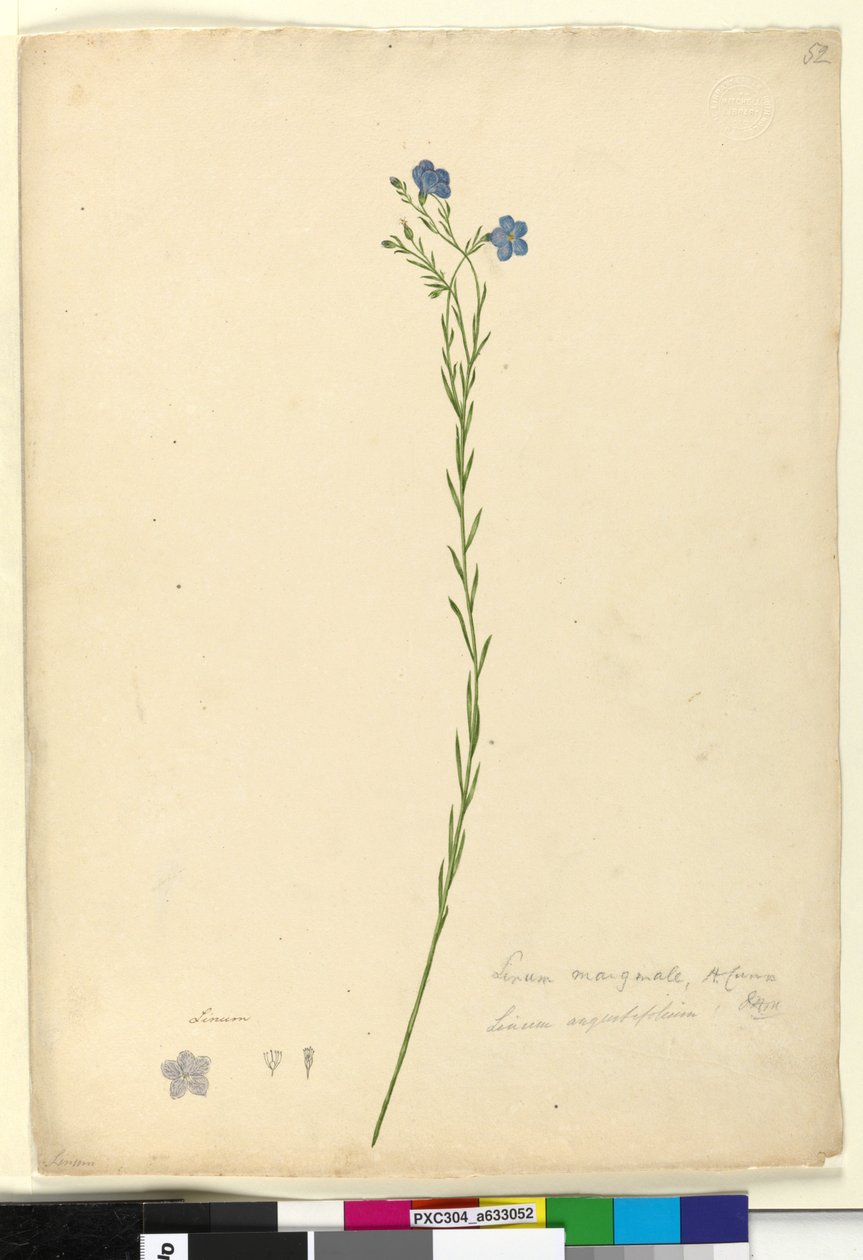 第52页.Linum marginale，c.1803-06（wc，钢笔，墨水和铅笔） 作者 约翰·威廉·莱温
