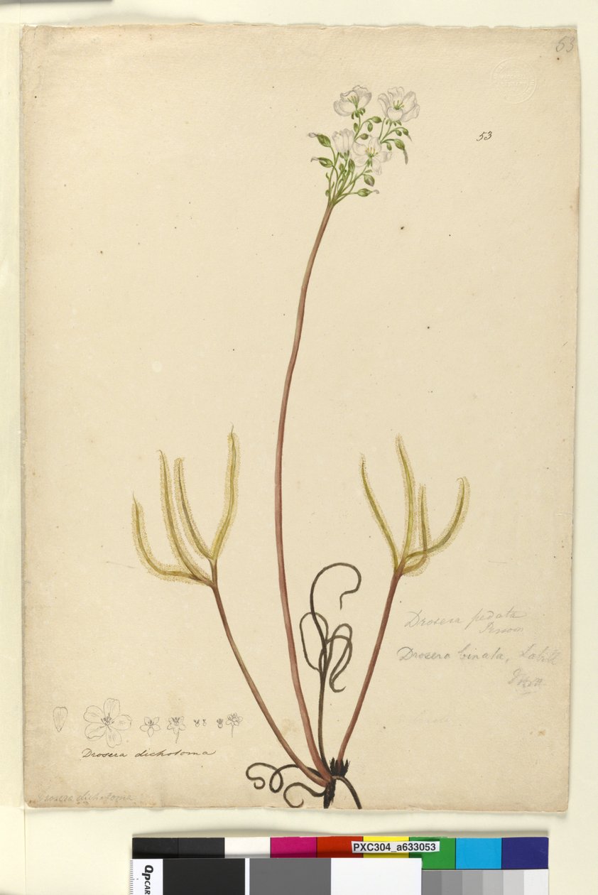 Page 53. Drosera binata，c.1803-06（wc，钢笔，墨水和铅笔） 作者 约翰·威廉·莱温