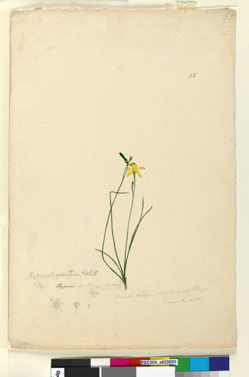 Page 55. Hypoxis hygrometrica，c.1803-06（wc，钢笔，墨水和铅笔） 作者 约翰·威廉·莱温