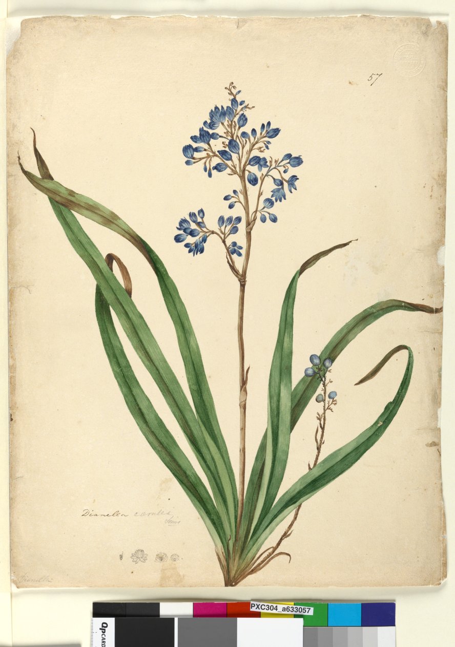 Page 57. Dianella caerulea，c.1803-06（wc，钢笔，墨水和铅笔） 作者 约翰·威廉·莱温