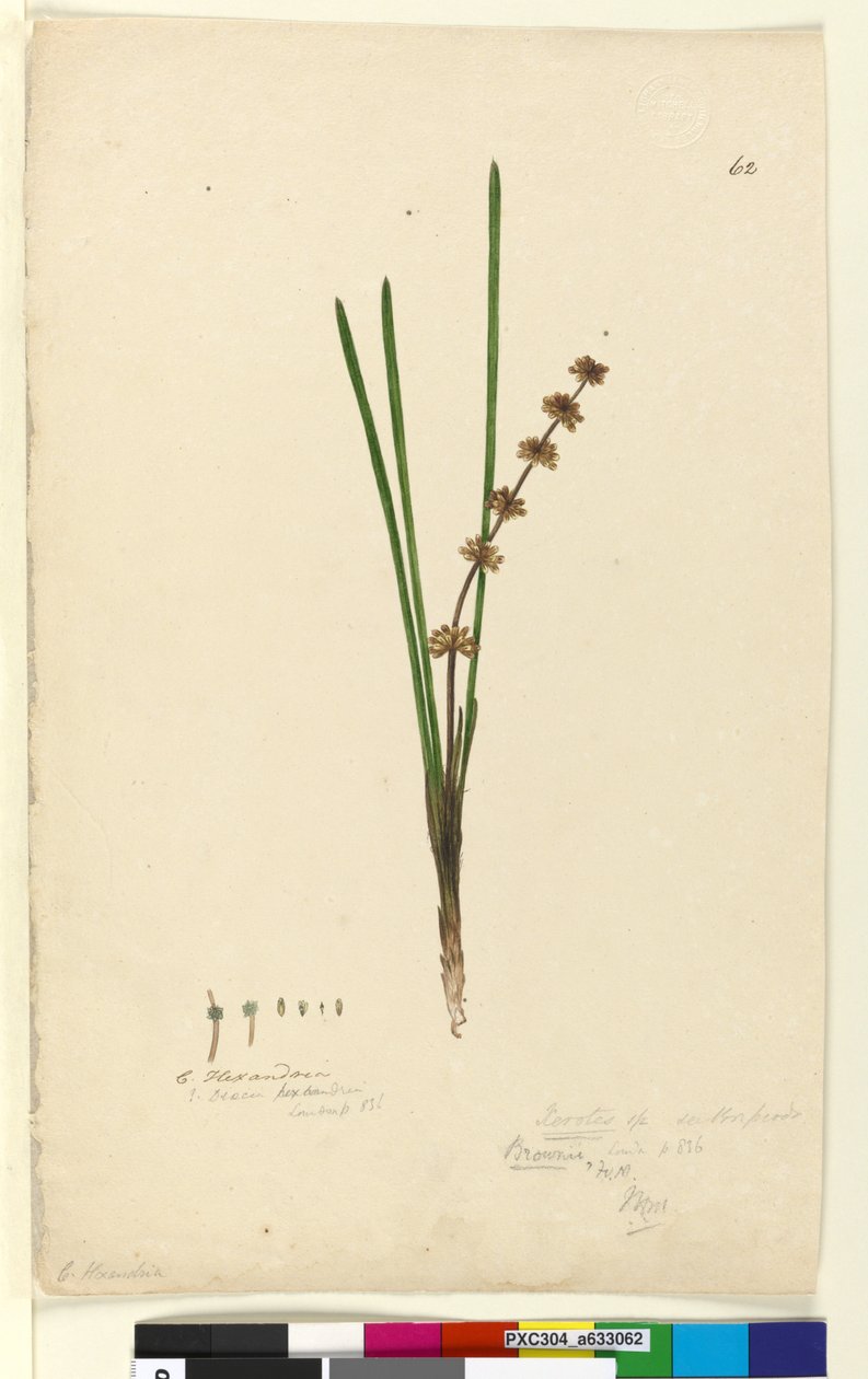 Page 62. Xerotes Lomandra multiflora，c.1803-06（wc，钢笔，墨水和铅笔） 作者 约翰·威廉·莱温