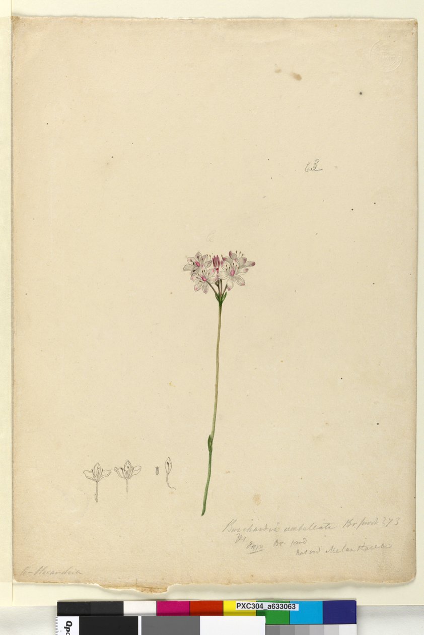 Page 63. Burchardia umbellata，c.1803-06（wc，钢笔，墨水和铅笔） 作者 约翰·威廉·莱温