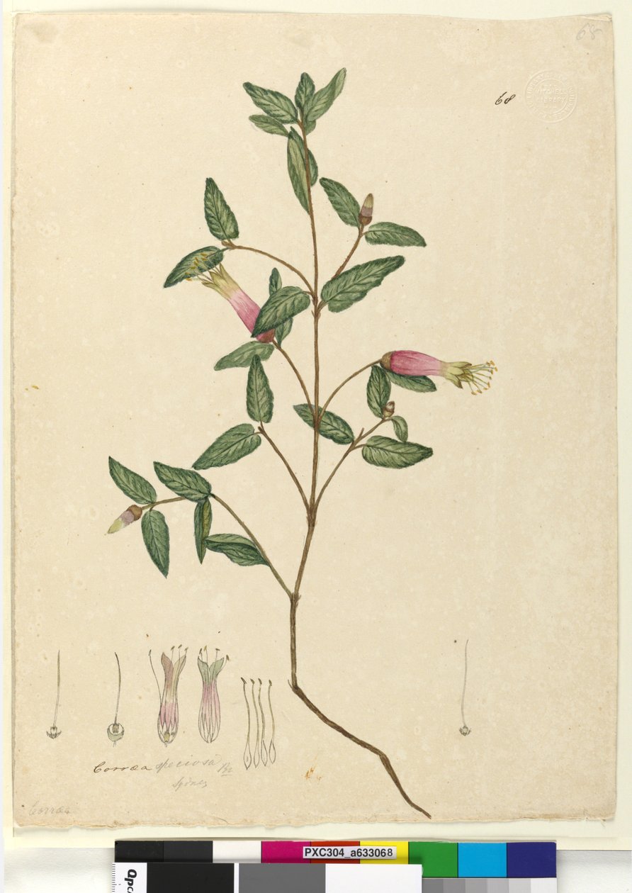 Page 68. Correa speciosa，c.1803-06（wc，钢笔，墨水和铅笔） 作者 约翰·威廉·莱温