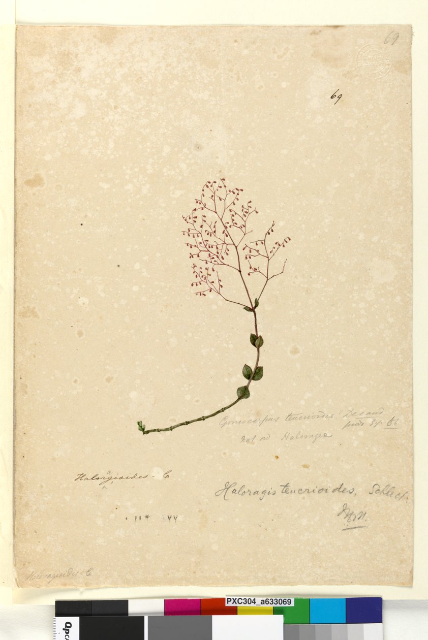 Page 69. Gonocarpus teucrioides，c.1803-06（wc，钢笔，墨水和铅笔） 作者 约翰·威廉·莱温