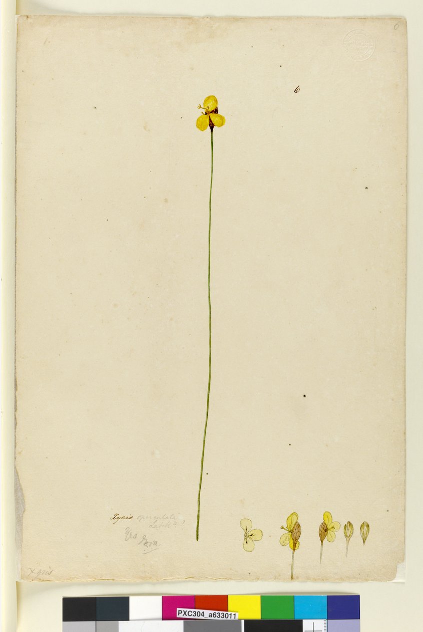 第6页Xyris operculata，c.1803-06（wc，钢笔，墨水和铅笔） 作者 约翰·威廉·莱温