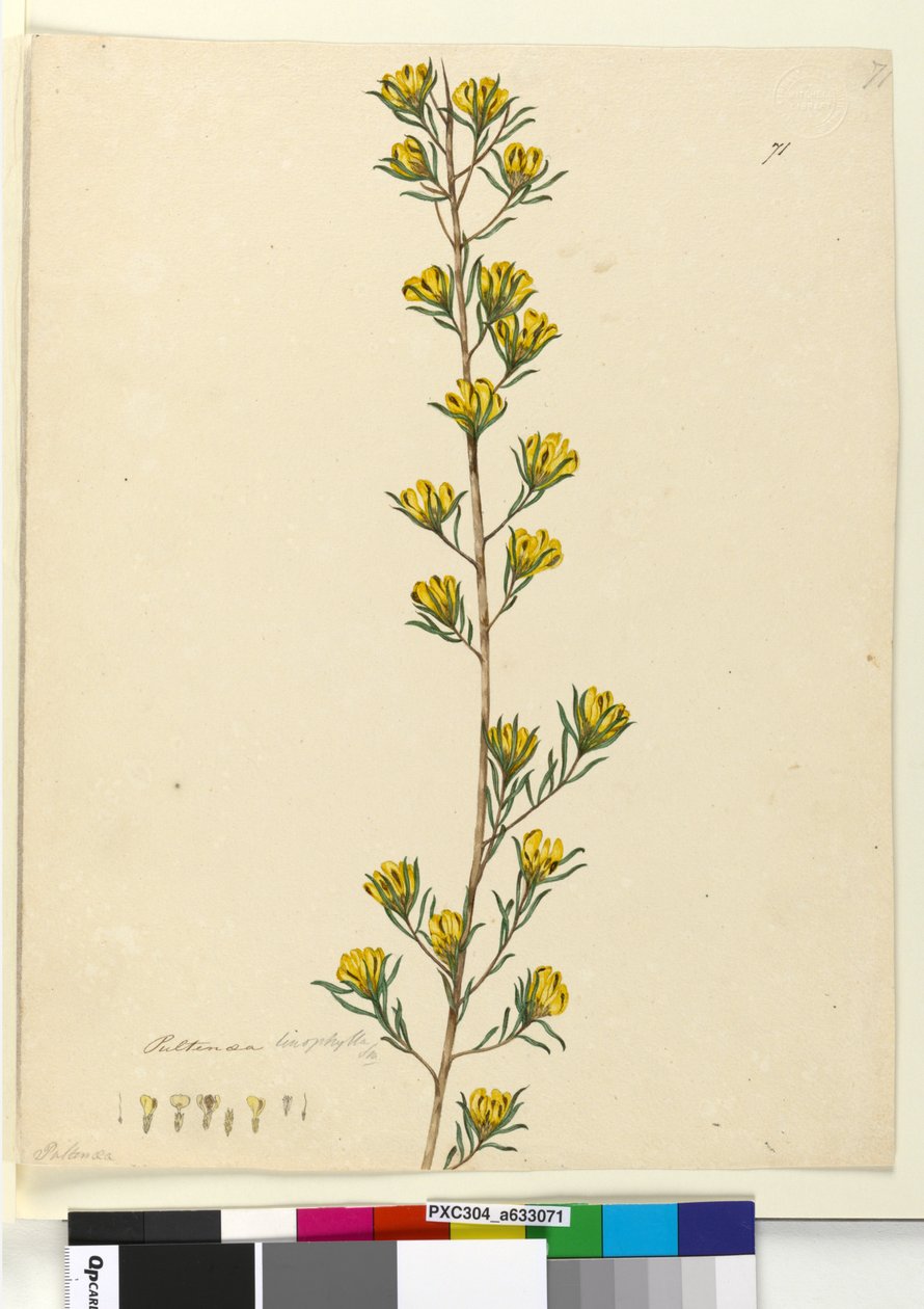 Page 71. Pultenaea linophylla，c.1803-06（wc，钢笔，墨水和铅笔） 作者 约翰·威廉·莱温