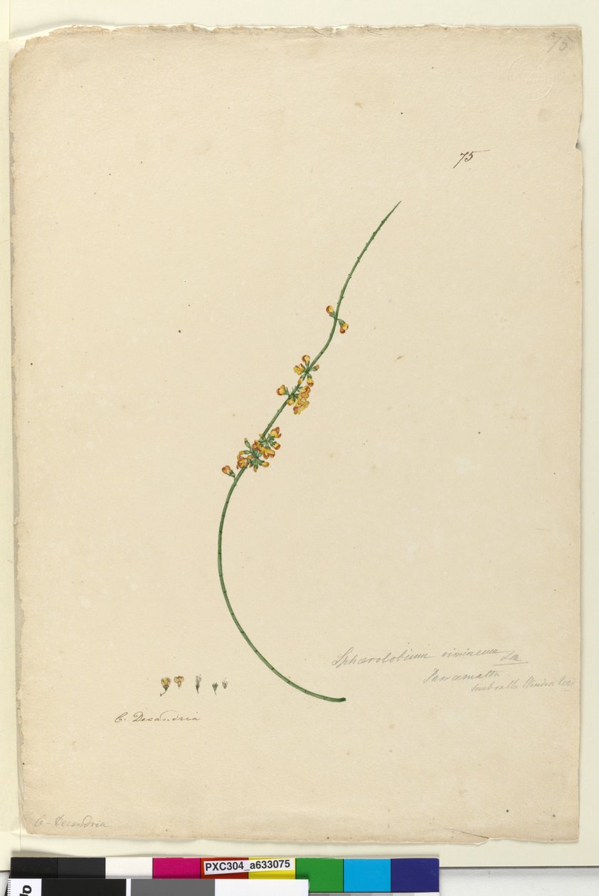 页75. Sphaerolobium vimineum，c.1803-06（WC，笔，墨水和铅笔） 作者 约翰·威廉·莱温