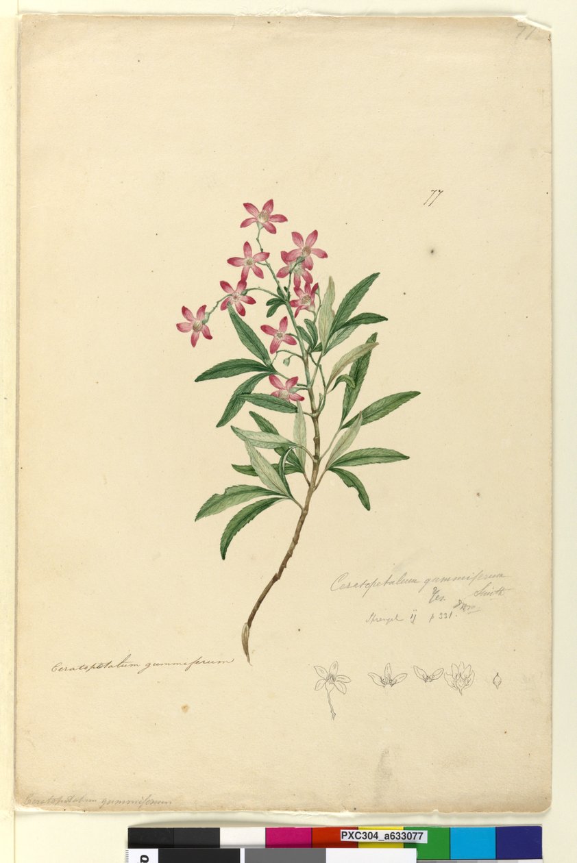 Page 77. Ceratopetalum gummiferum，c.1803-06（wc，钢笔，墨水和铅笔） 作者 约翰·威廉·莱温