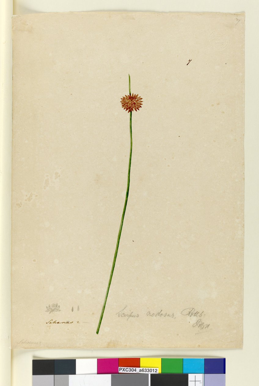 第7页Scirpus nodosus，c.1803-06（wc，钢笔，墨水和铅笔） 作者 约翰·威廉·莱温