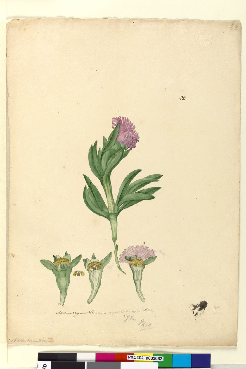 Page 82. Mesembryanthemum aequilaterale，c.1803-06（wc，钢笔，墨水和铅笔） 作者 约翰·威廉·莱温