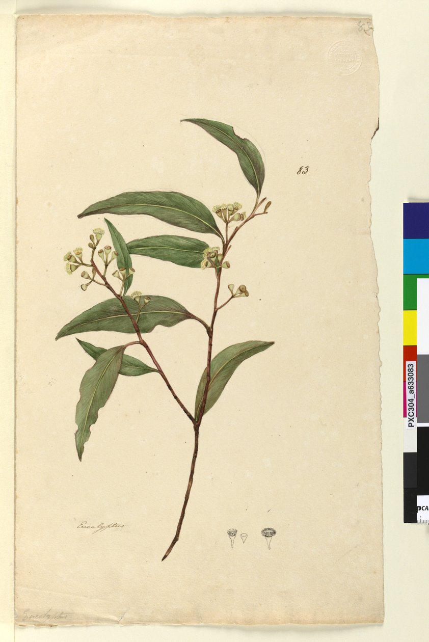 Page 83. Eucalyptus，c.1803-06（wc，钢笔，墨水和铅笔） 作者 约翰·威廉·莱温