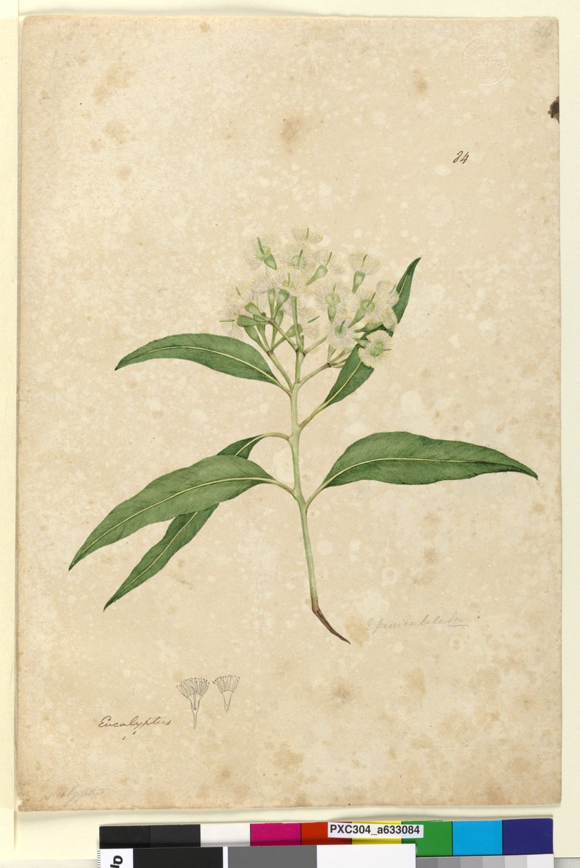 Page 84. Eucalyptus paniculata，c.1803-06（wc，钢笔，墨水和铅笔） 作者 约翰·威廉·莱温