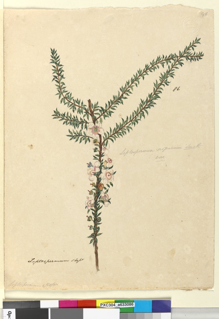Page 86. Leptospermum scoparium，c.1803-06（wc，钢笔，墨水和铅笔） 作者 约翰·威廉·莱温