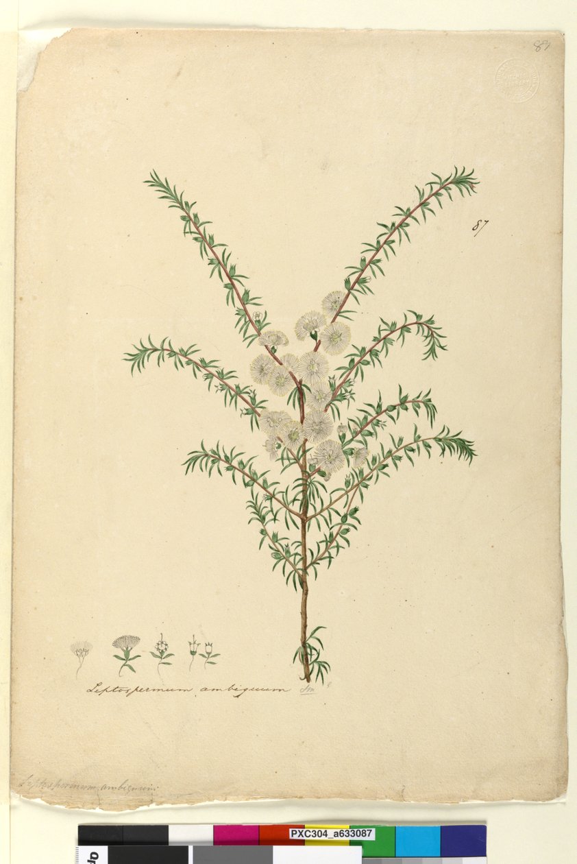 页87.薄子木属不明确，c.1803-06（WC，笔，墨水和铅笔） 作者 约翰·威廉·莱温