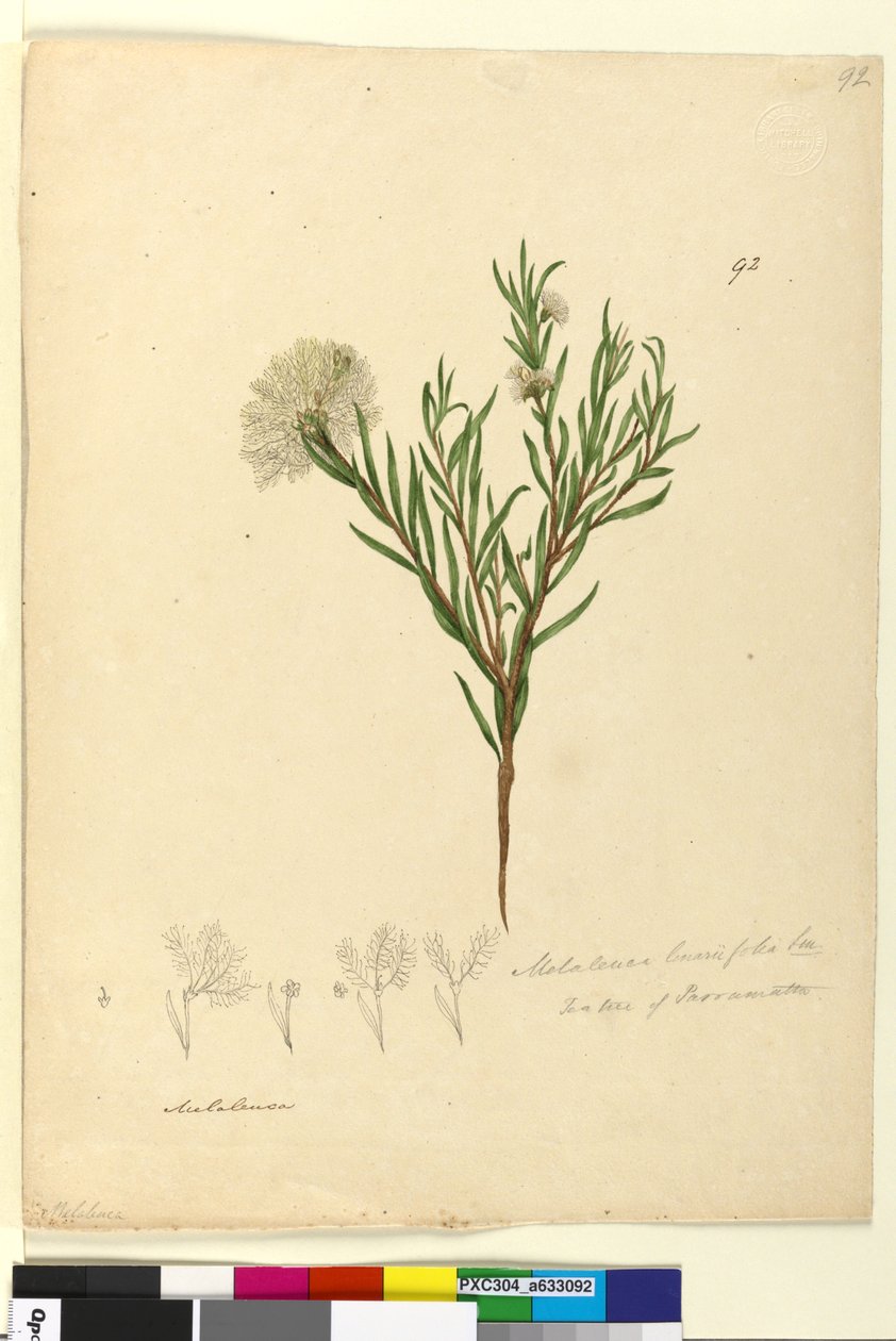 第92页。Melaleuca linariifolia，c.1803-06（wc，钢笔，墨水和铅笔） 作者 约翰·威廉·莱温