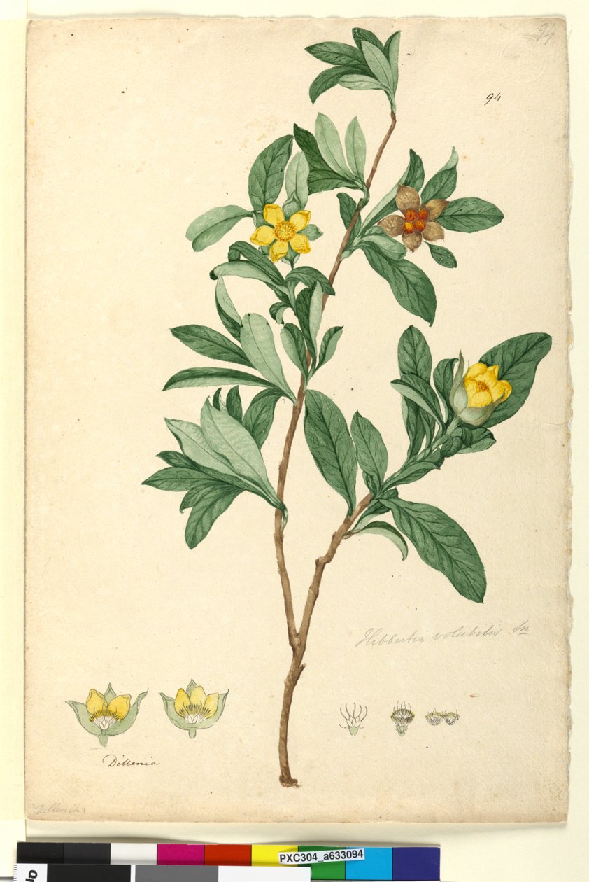 第94页.Hibbertia volubilis syn。 Hibbertia scandens，c.1803-06（wc，钢笔，墨水和铅笔） 作者 约翰·威廉·莱温