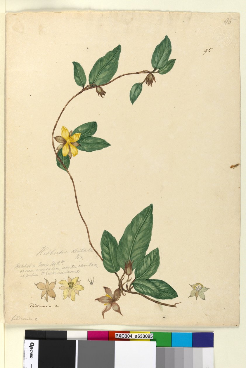 Page 95. Hibbertia dentata，c.1803-06（wc，钢笔，墨水和铅笔） 作者 约翰·威廉·莱温
