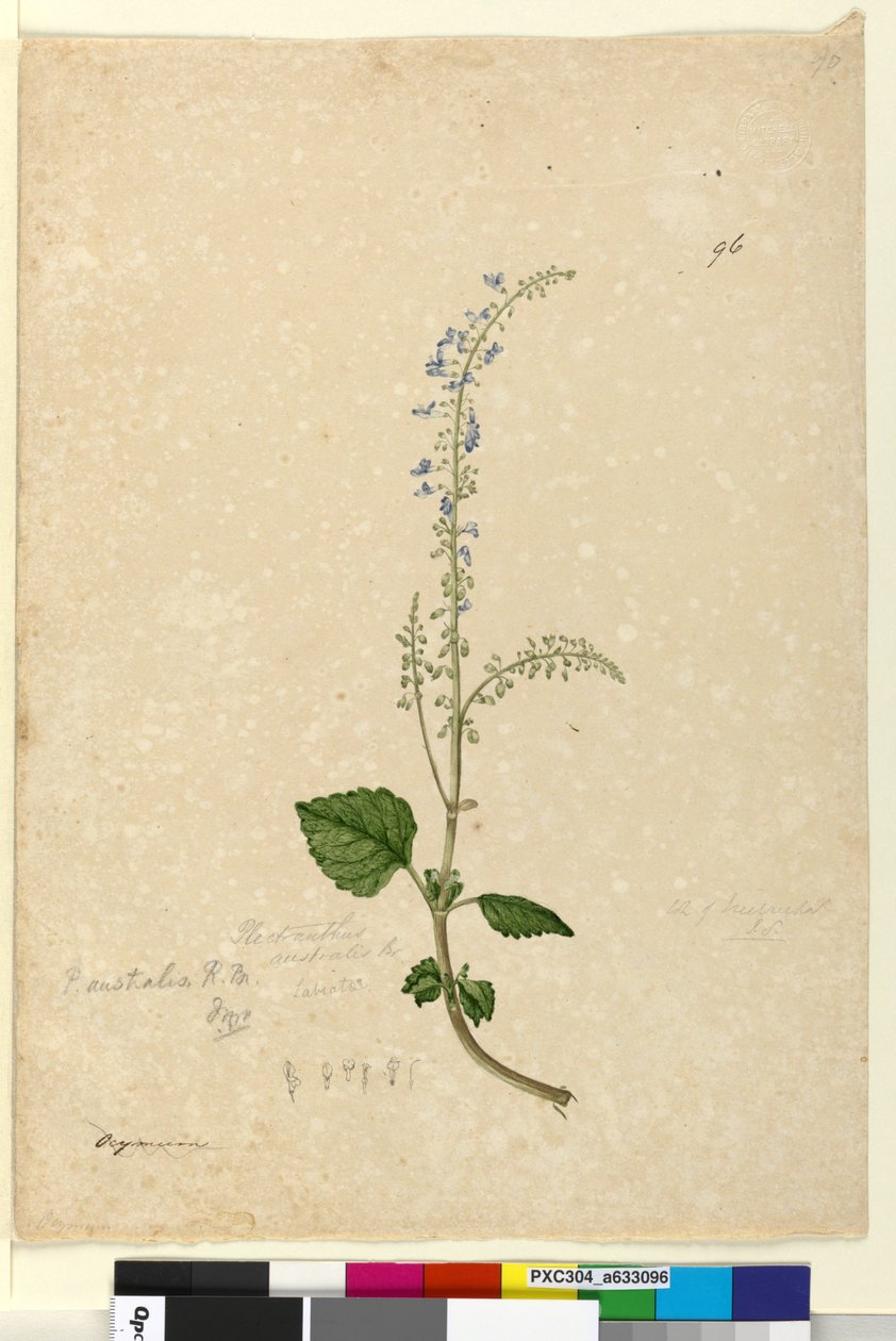 Page 96. Plectranthus australis，c.1803-06（wc，钢笔，墨水和铅笔） 作者 约翰·威廉·莱温