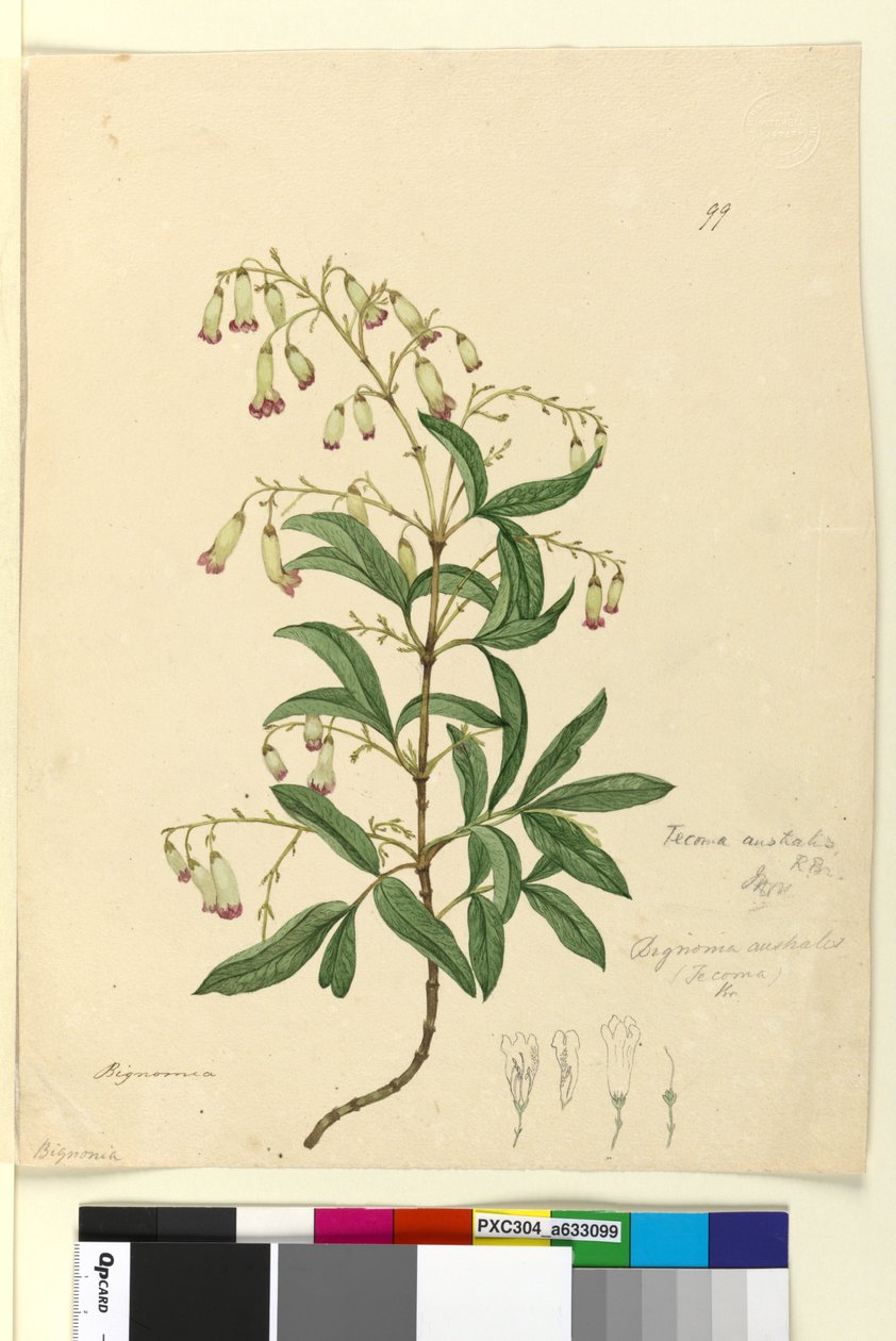 Page 99. Bignonia australisPandorea pandorana，c.1803-06（wc，钢笔，墨水和铅笔） 作者 约翰·威廉·莱温