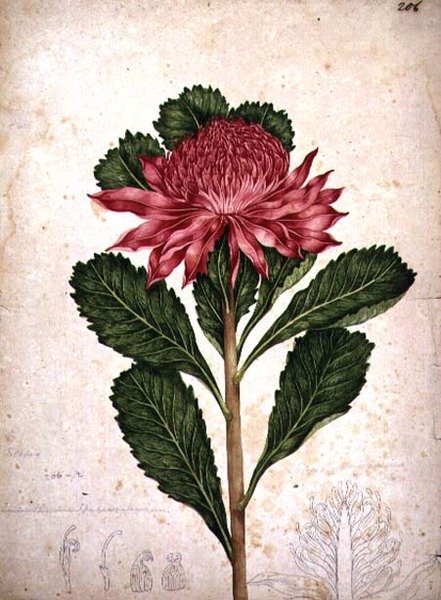 Waratah, telopea speciosissima 作者 约翰·威廉·莱温
