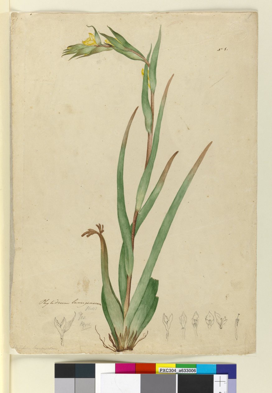 湖Phylidrum lanuginosum，c.1803-06（wc，钢笔，墨水和铅笔） 作者 约翰·威廉·莱温