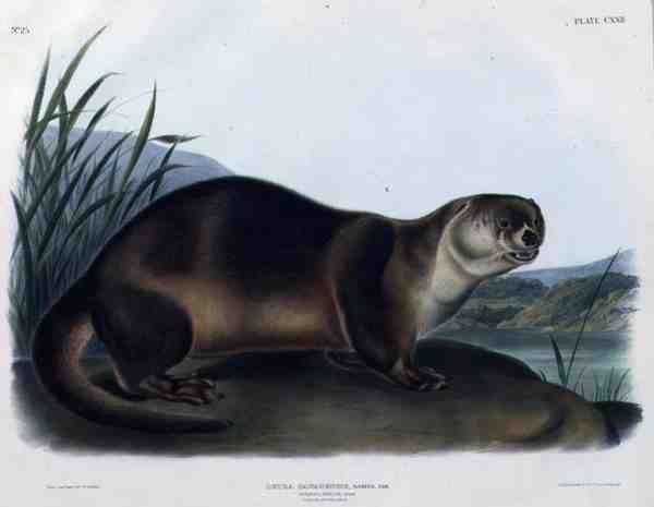 Lutra Canadensis或Lataxina Mollis（加拿大水獭），板块122出自《北美四足动物》，由John T. Bowen（1801-1856）雕刻。 作者 约翰伍德豪斯（后）奥杜邦