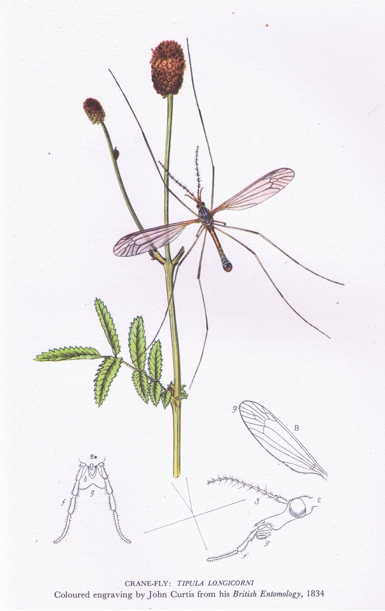 1946年柯林斯出版的Crane Fly，Nature in Britain 作者 约翰·柯蒂斯之后