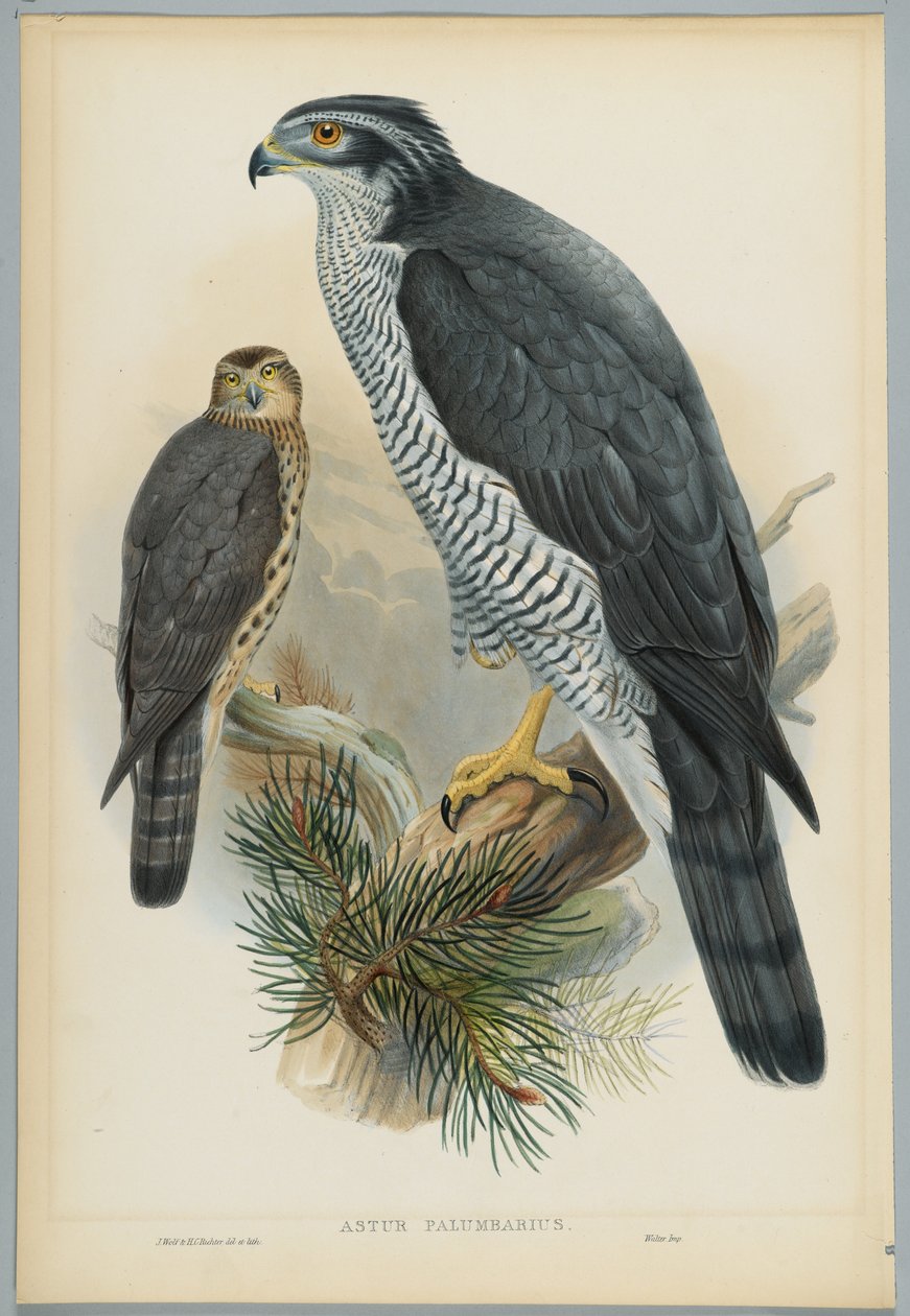 Astur Palumbarius  -  Goshawk，由J. Wolf绘制，由HC Richter雕刻 作者 约翰后古尔德