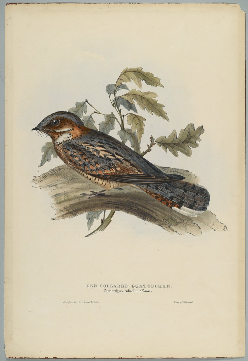 Caprimulgus Ruficollis 作者 约翰后古尔德