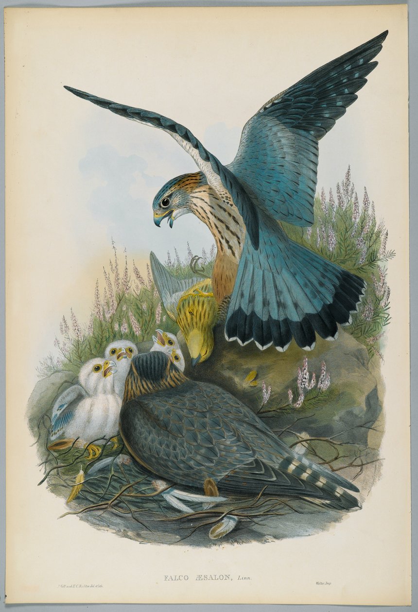 Falco Aesalon  -  Merlin，由J. Wolf绘制，由HC Richter雕刻 作者 约翰后古尔德