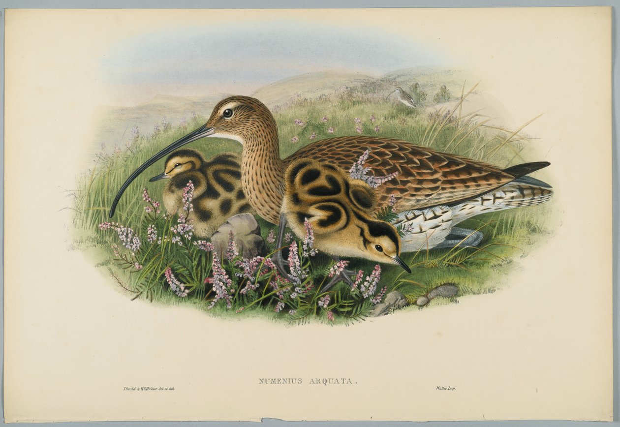 Numenius Arquata  -  Curlew，由HC Richter雕刻 作者 约翰后古尔德
