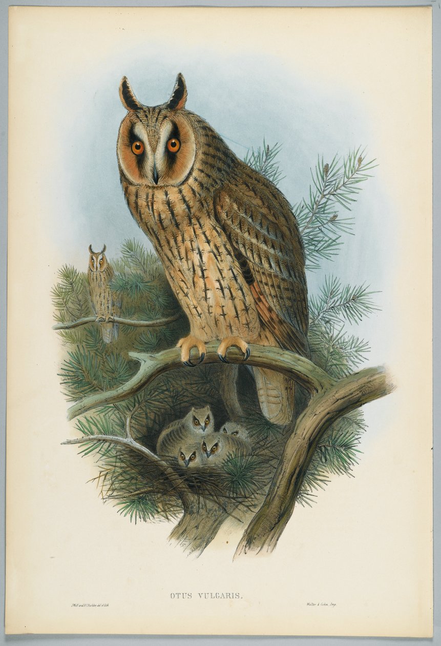Otus Vulgaris  - 长耳Ow，由J. Wolf绘制，由HC Richter雕刻 作者 约翰后古尔德