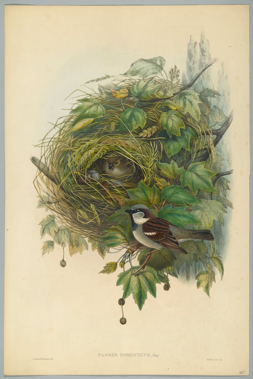 Passer Domesticus  -  Common House Sparrow，由HC Richter雕刻 作者 约翰后古尔德