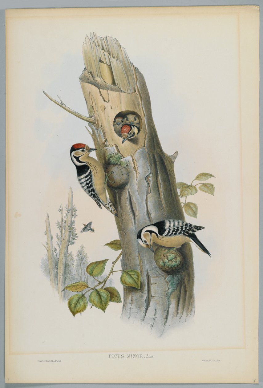 Picus Minor  - 小型斑点啄木鸟，由HC Richter雕刻 作者 约翰后古尔德