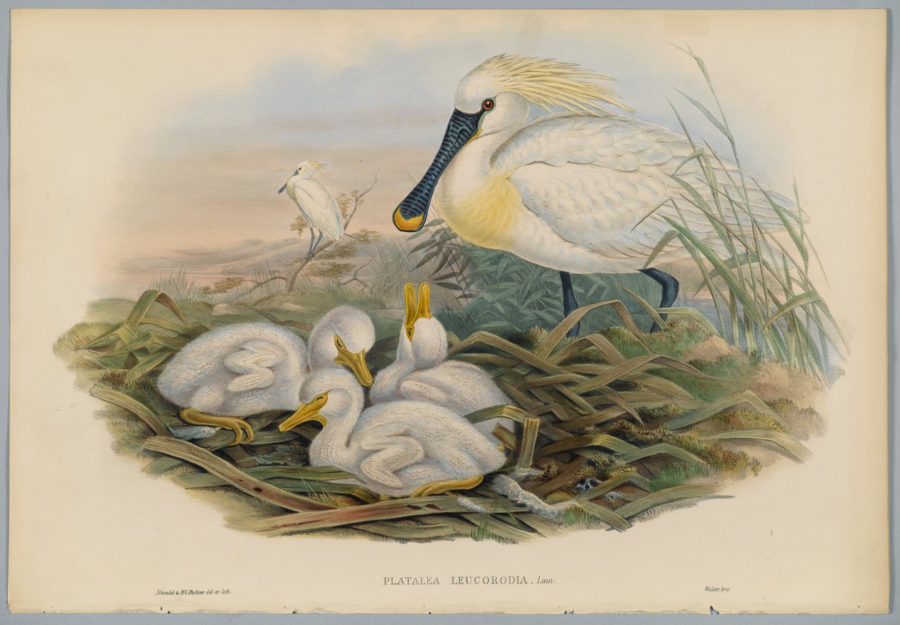 Platalea Leucorodia  -  Spoonbill和Young，由HC Richter雕刻 作者 约翰后古尔德