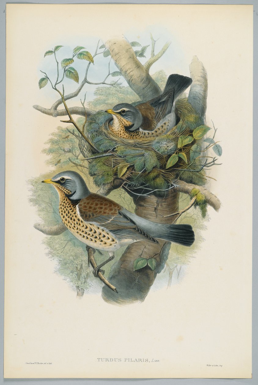 Turdus Pilarus  -  Juniper Thrush，由HC Richter雕刻 作者 约翰后古尔德