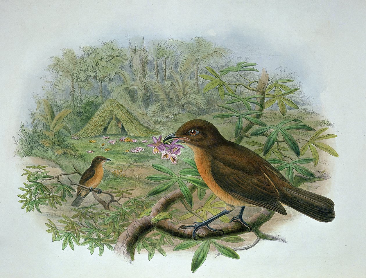 Amblyornis Inornatus，Vogelkop Gardener Bowerbird 作者 约翰和哈特，威廉·古尔德