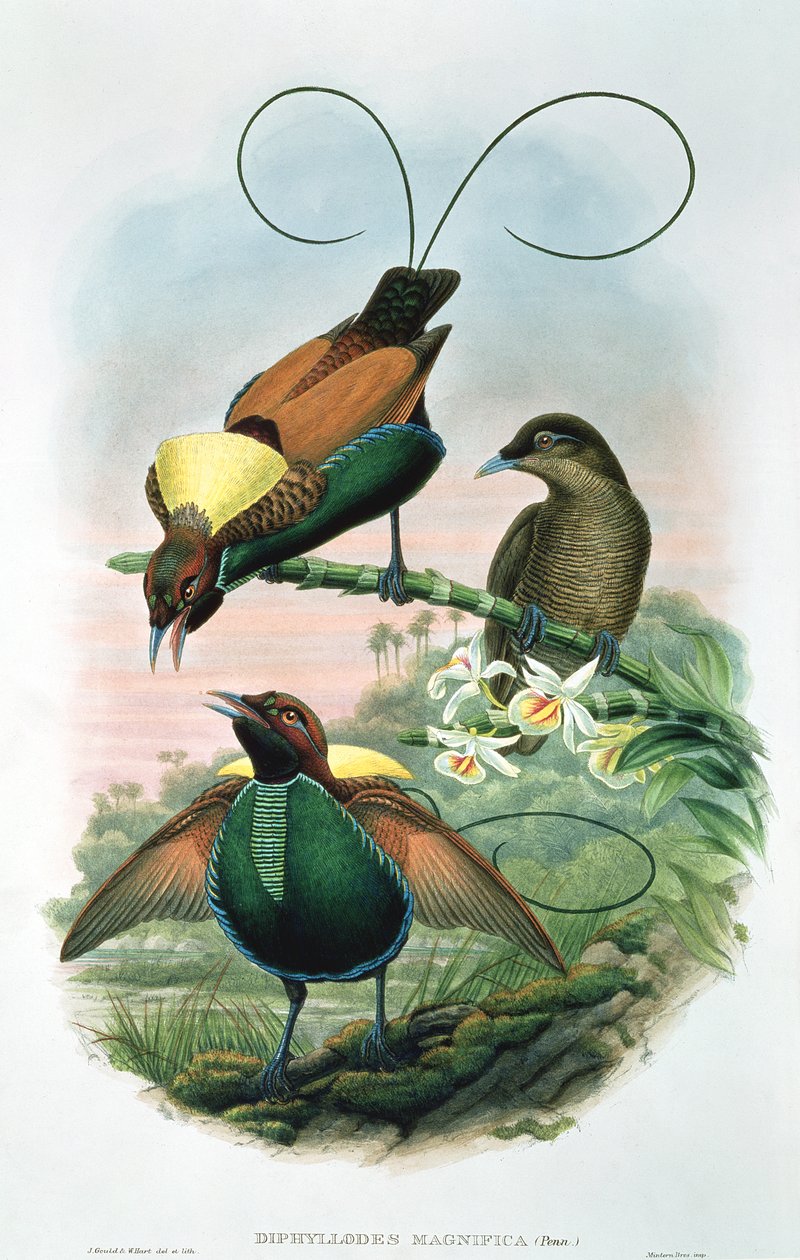 Diphyllodes Magnificus 作者 约翰和哈特，威廉·古尔德