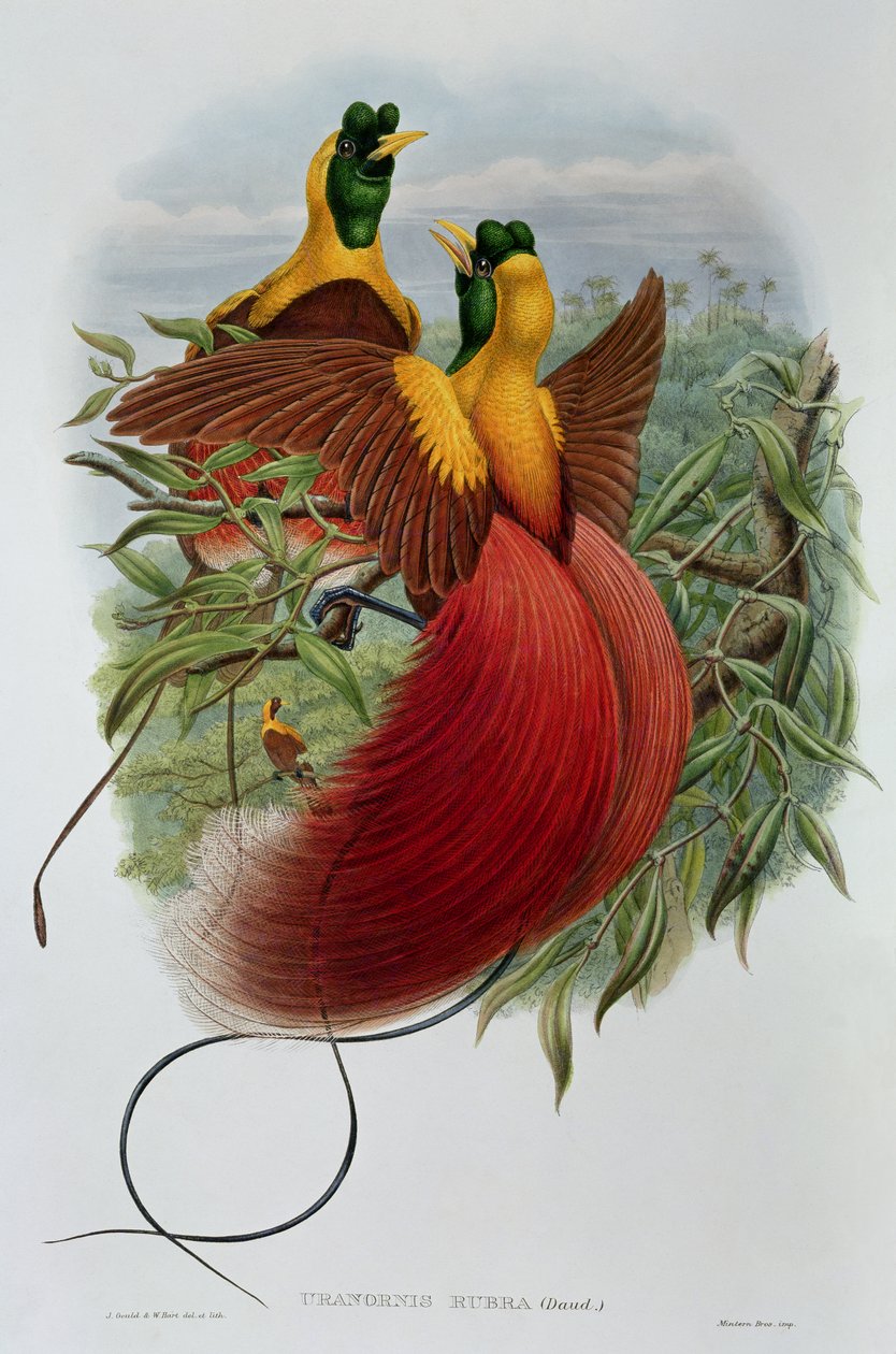 Uranornis Rubra 作者 约翰和哈特，威廉·古尔德