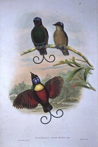 Wilsons Diphyllodes Respuhlica  - 天堂鸟 作者 约翰和哈特，威廉·古尔德