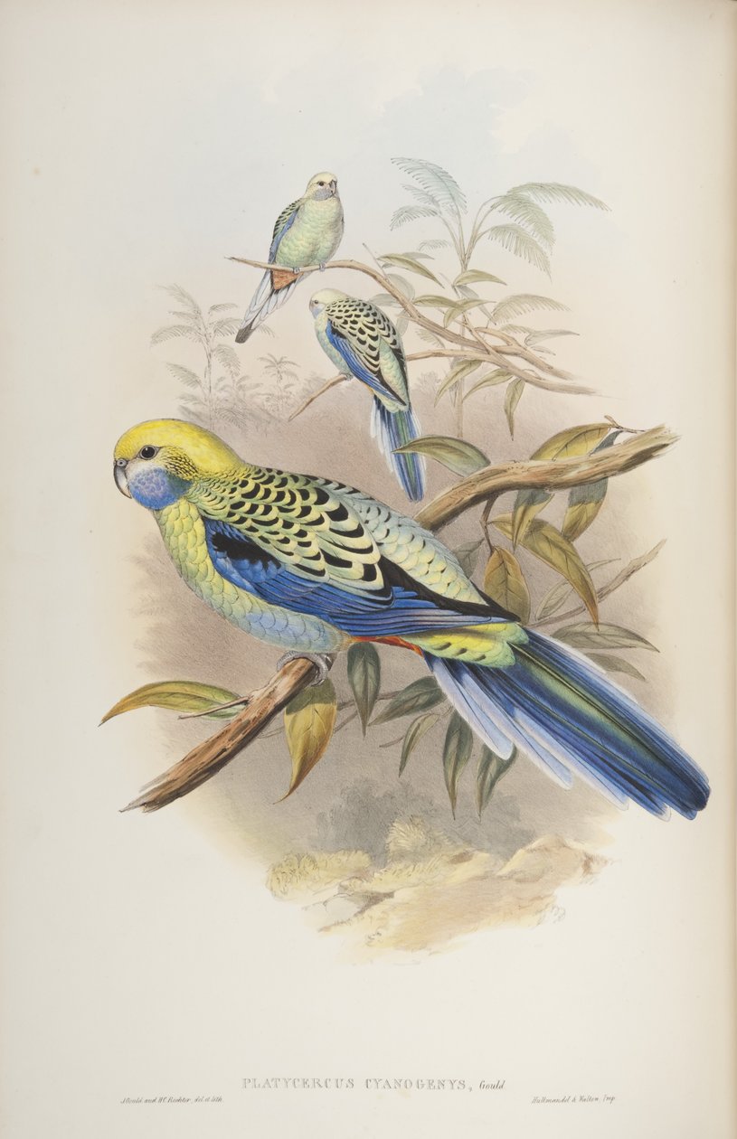 Platycerus cyanogenus，来自The Birds of Australia，John Gould，1840 作者 约翰和里希特·古尔德