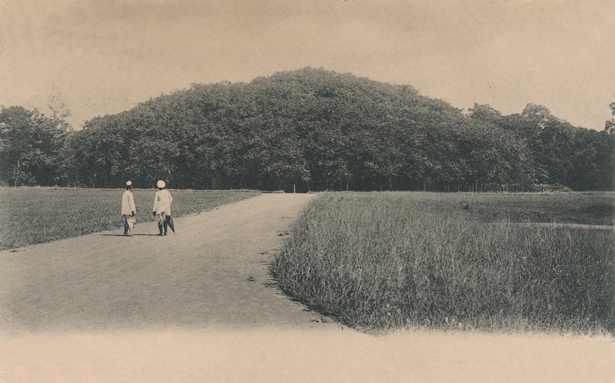 布尼亚树，植物园。加尔各答》，1906年。 作者 约翰斯顿和霍夫曼